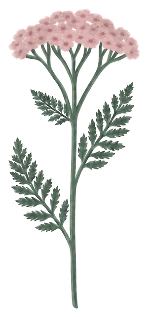 The Chronic Illness Toolkit yarrow · steady through every season illustration